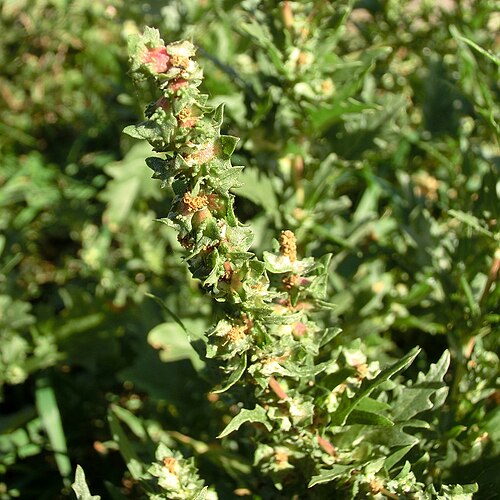 Tatarian orache: Atriplex tatarica , inflorescence. Germany, east of Halle (Saale), parking place at highway A9 (Sachsen-Anhalt/Sachsen).