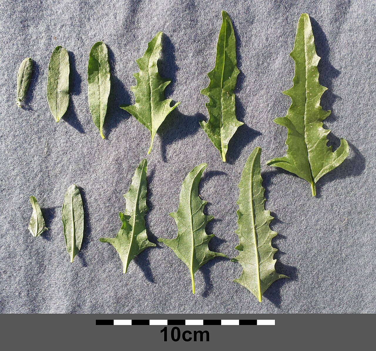 Tatarian orache: Leaves Top: top sides, botton: bottom sides Taxonym: Atriplex tatarica ss Fischer et al. EfÖLS 2008 ISBN 978-3-85474-187-9 Location: Sinawastingasse, Vienna-Flo