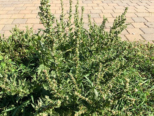 Tatarian orache: Atriplex tatarica , habitus. Germany, east of Halle (Saale), parking place at highway A9 (Sachsen-Anhalt/Sachsen).
