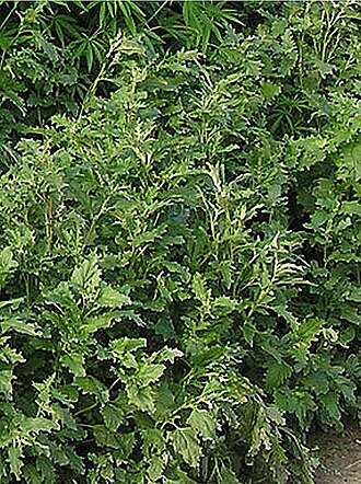 Tatarian orache: Atriplex tatarica (L.) on a private driveway in Saratov city, Russia.