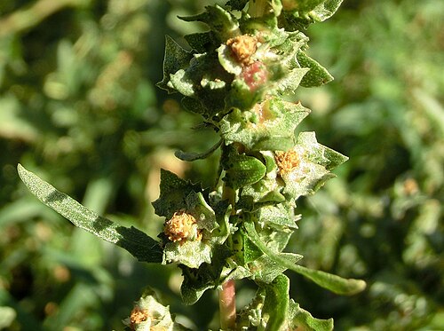 Tatarian orache: Atriplex tatarica , inflorescence. Germany, east of Halle (Saale), parking place at highway A9 (Sachsen-Anhalt/Sachsen).
