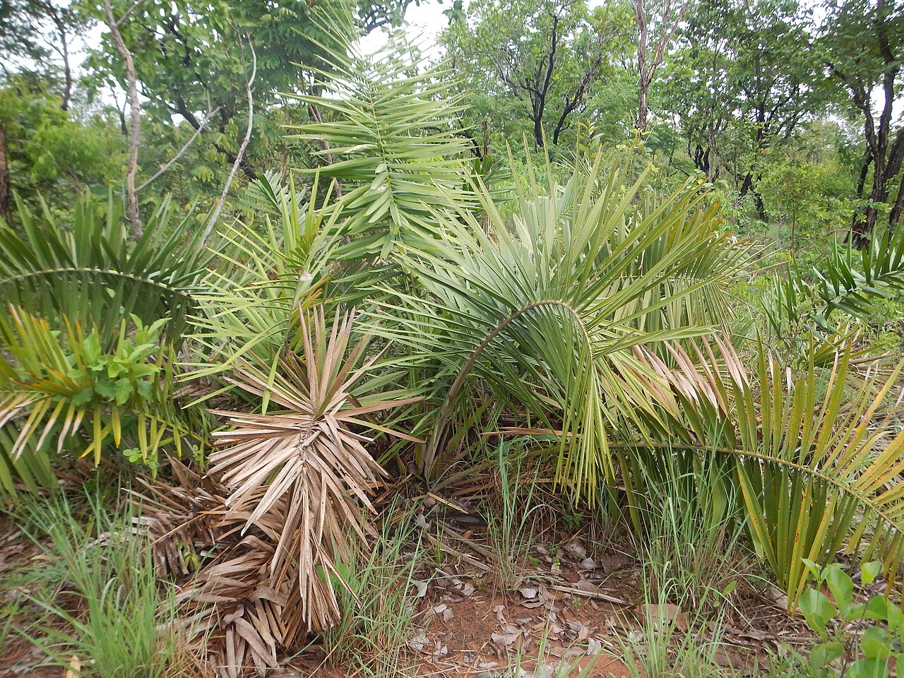 Attalea barreirensis: Attalea barreirensis in São Raimundo das Mangabeiras, Maranhão state, Brazil