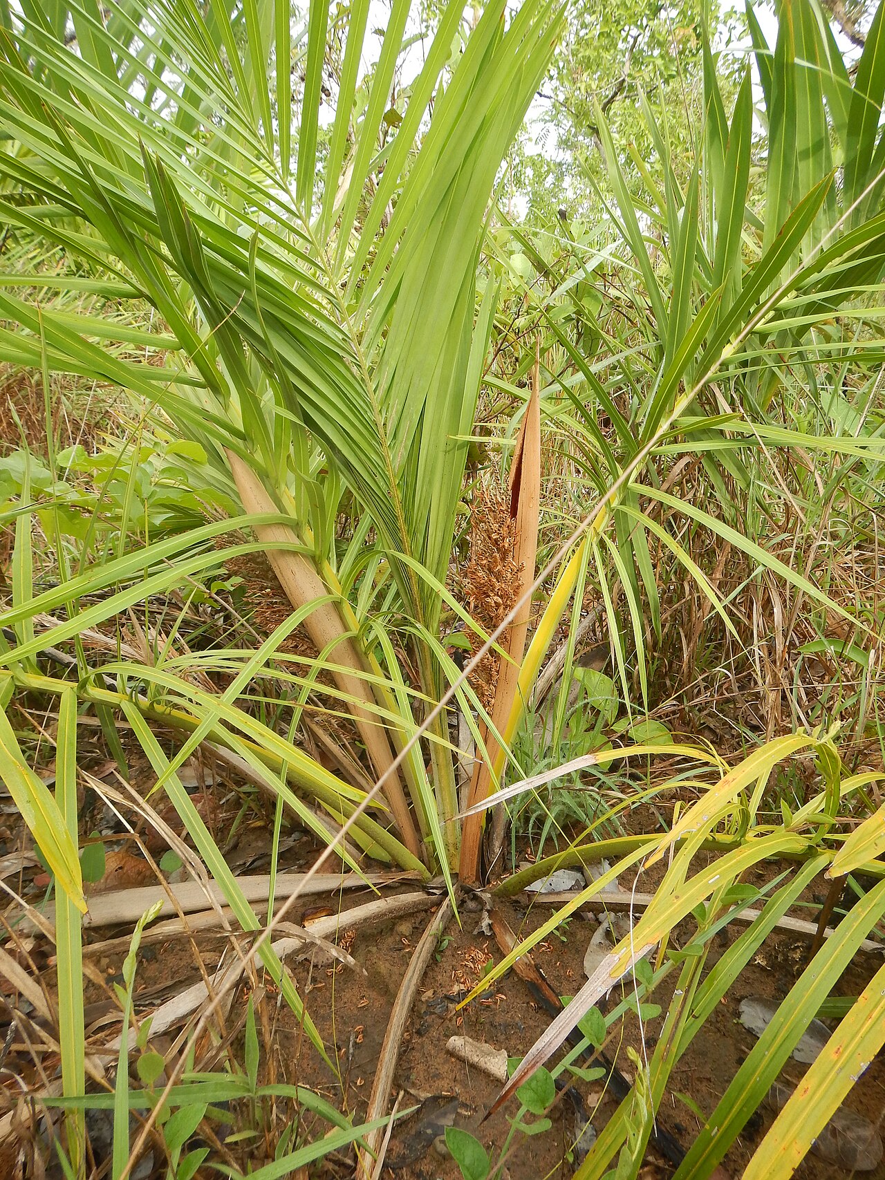 Attalea barreirensis: Attalea barreirensis in São Raimundo das Mangabeiras, Maranhão state, Brazil
