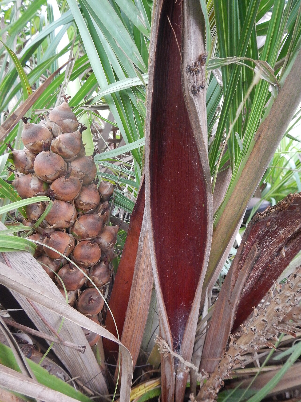 Attalea barreirensis: Attalea barreirensis in São Raimundo das Mangabeiras, Maranhão state, Brazil