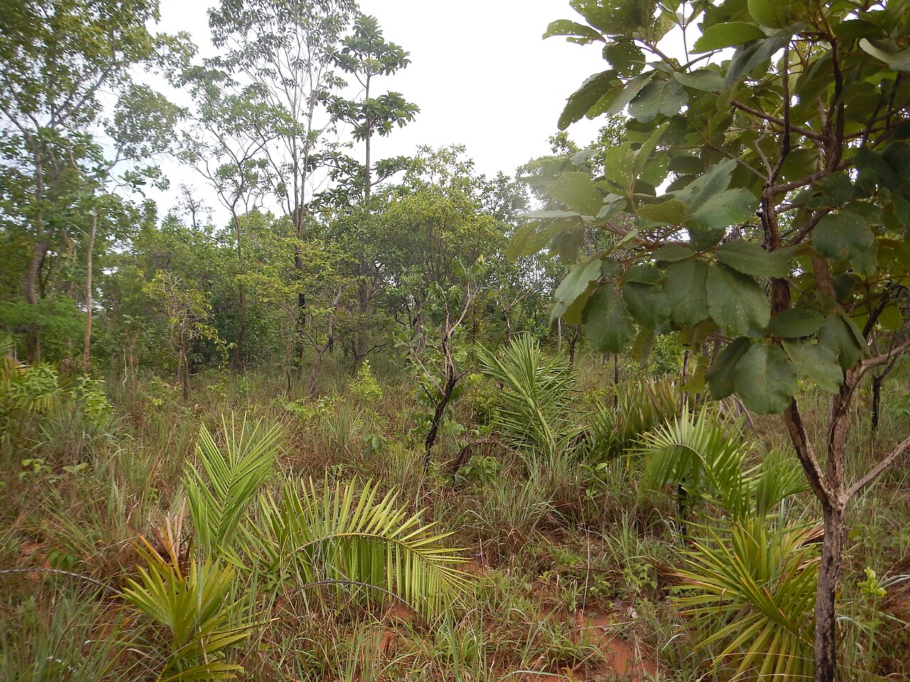 Attalea barreirensis: Attalea barreirensis in São Raimundo das Mangabeiras, Maranhão state, Brazil