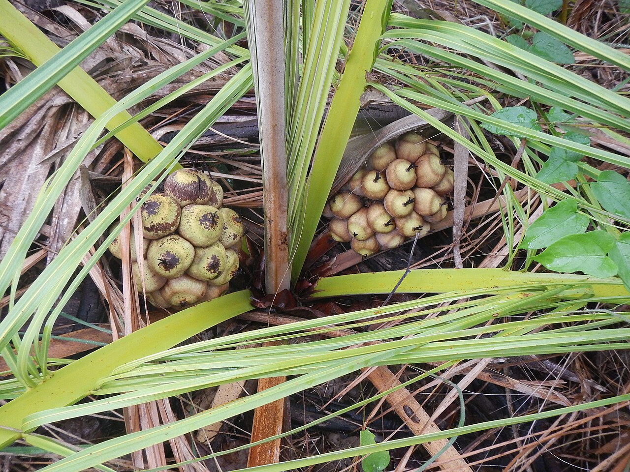 Attalea barreirensis: Attalea barreirensis in São Raimundo das Mangabeiras, Maranhão state, Brazil