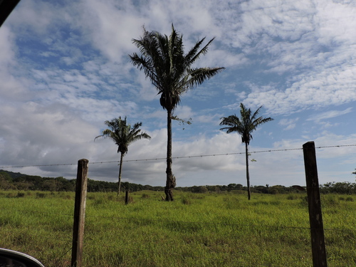 Yagua palm (Attalea butyracea)