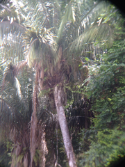 Yagua palm (Attalea butyracea)