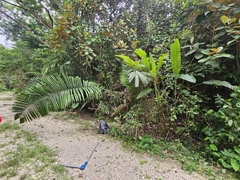 Yagua palm (Attalea butyracea)