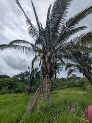 Yagua palm (Attalea butyracea)