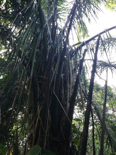 Yagua palm (Attalea butyracea)