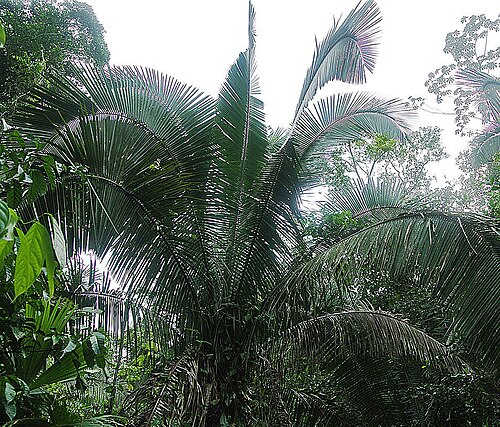 Yagua palm: Known as Locata here in Ecuador. Fronds used for tight thatching, the fruit for food and oil.