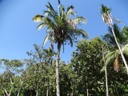 Yagua palm (Attalea butyracea)