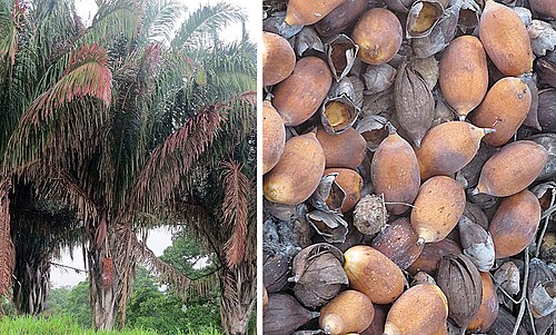 Yagua palm: Native from Mexico to Bolivia and planted beyond, under names such as Palma Real. Used for thatching, food, oil and fodder. Photo from Darien Province, Panama.