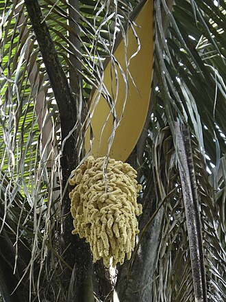 Yagua palm: Attalea sp. male inflorescence swarming with insects. Photo taken in Carate, Puntarenas, Costa Rica.