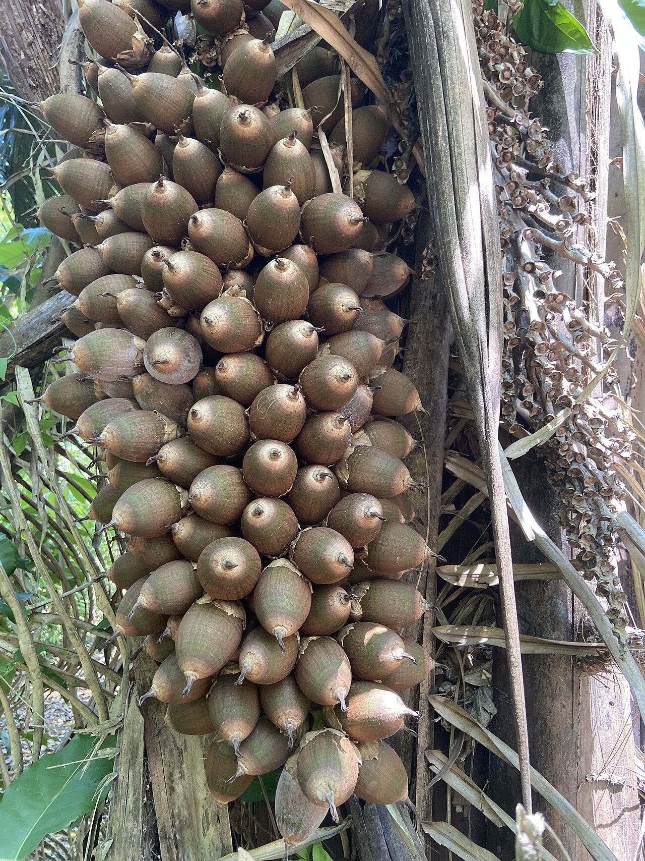 Cohune palm: Cohune Palm ( Attalea cohune ) in Belize