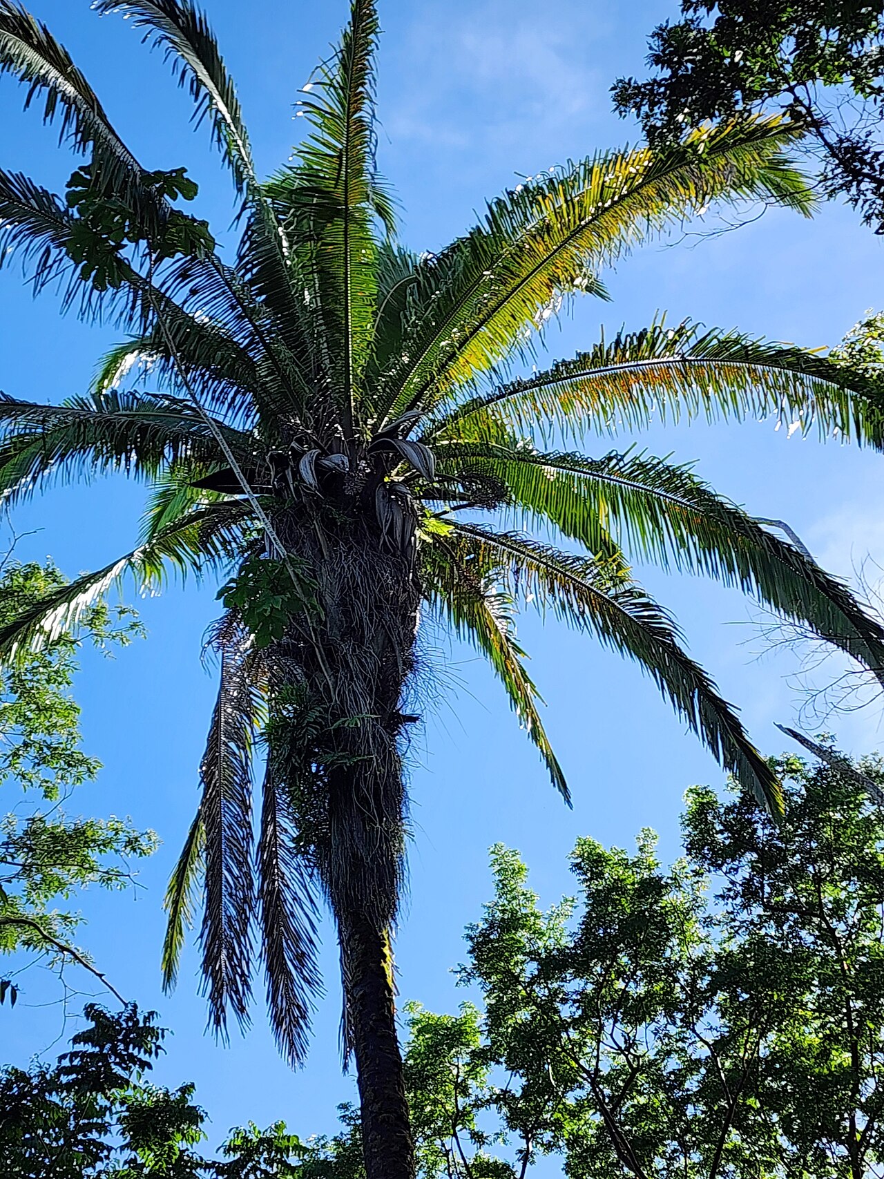 Cohune palm: Cohune Palm ( Attalea cohune ) in Belize