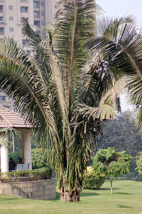 Cohune palm: A specimen of Attalea cohune from Arecaceae (Palm family).