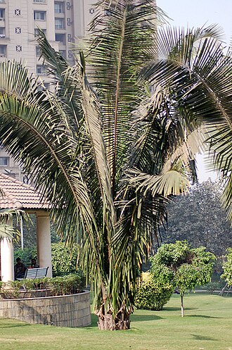 Cohune palm: A specimen of Attalea cohune from Arecaceae (Palm family).