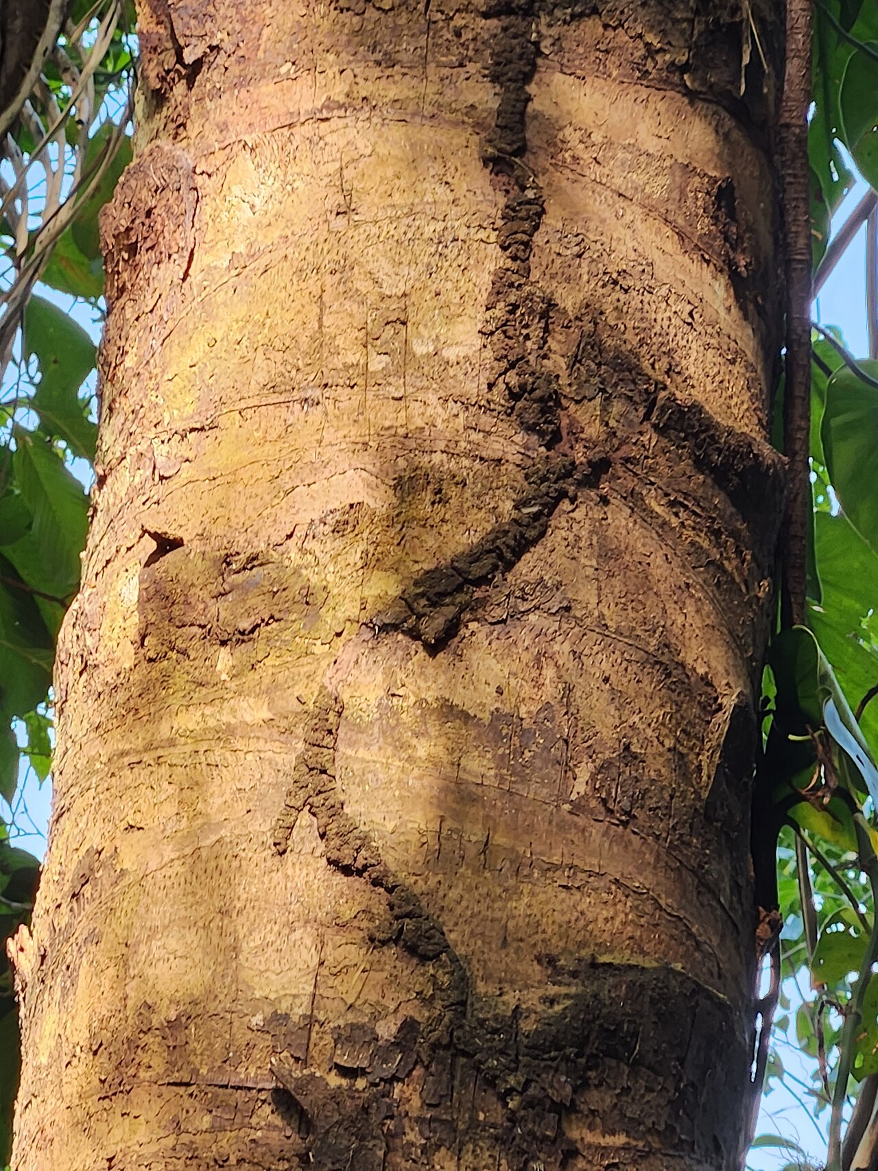 Cohune palm: Cohune Palm ( Attalea cohune ) in Belize