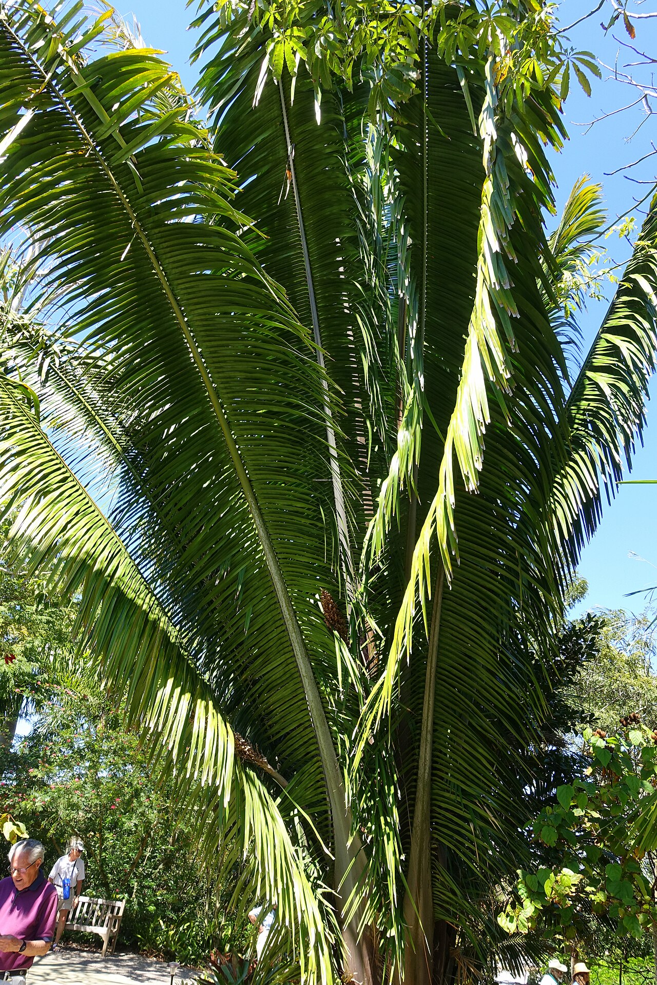 Cohune palm: Botanical specimen in the Naples Botanical Garden - Naples, Florida, USA.