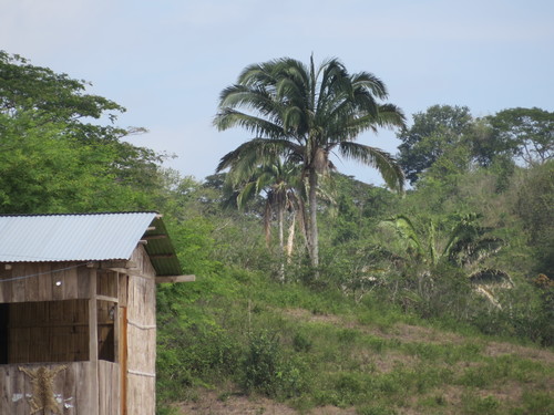 Attalea colenda (Attalea colenda)