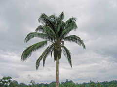 Attalea colenda (Attalea colenda)