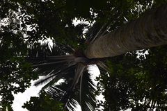 Attalea colenda (Attalea colenda)