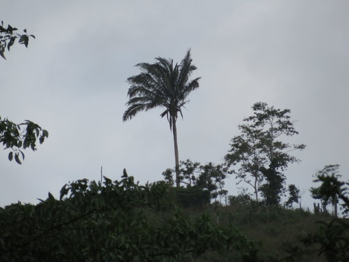 Attalea colenda (Attalea colenda)