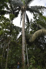 Attalea colenda (Attalea colenda)