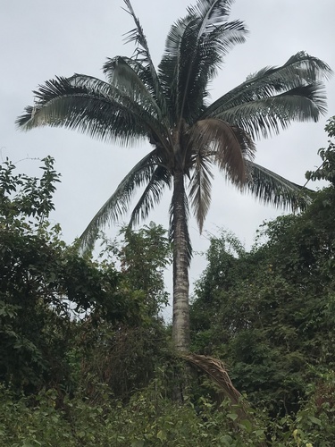 Attalea colenda (Attalea colenda)