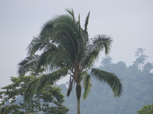 Attalea colenda (Attalea colenda)