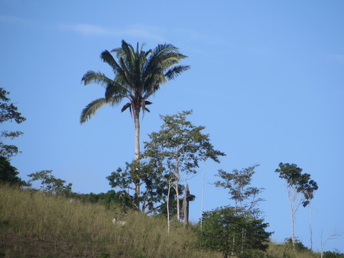 Attalea colenda (Attalea colenda)