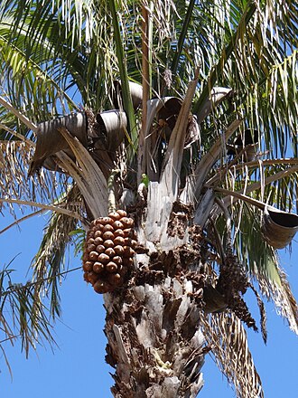 Attalea compta: Attalea brasiliensis Glassman - ARECACEAE - Formosa - Goiás - Brasil.