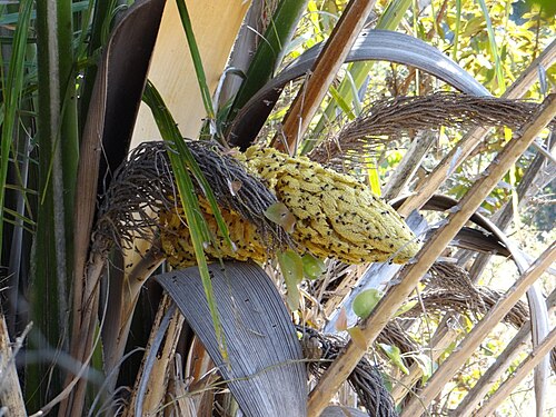 Attalea compta: Attalea brasiliensis Glassman - ARECACEAE - Formosa - Goiás - Brasil.