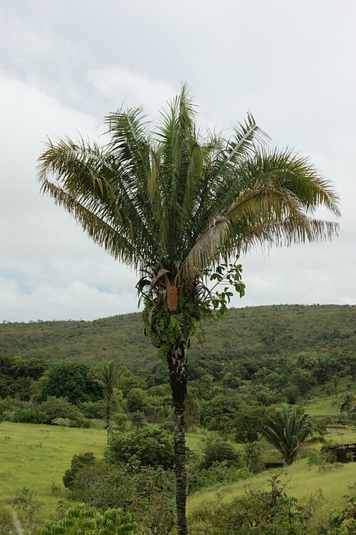 Attalea compta: Attalea brasiliensis - ARECACEAE Edilândia - Goiás - Brasil.