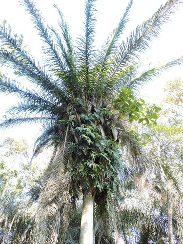 Attalea dubia (Attalea dubia)