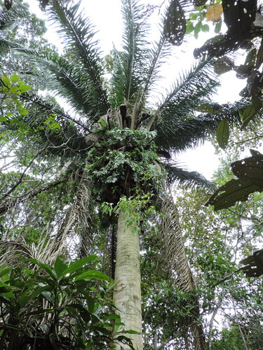 Attalea dubia (Attalea dubia)