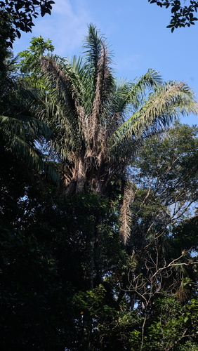 Attalea dubia (Attalea dubia)