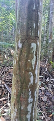 Attalea dubia (Attalea dubia)