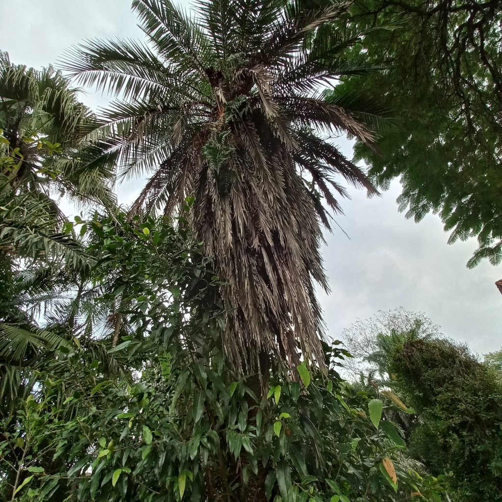 Attalea dubia (Attalea dubia)
