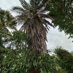 Attalea dubia (Attalea dubia)