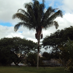 Attalea dubia (Attalea dubia)