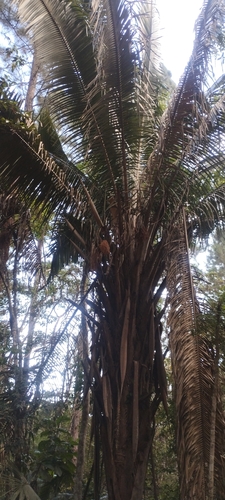 Attalea dubia (Attalea dubia)