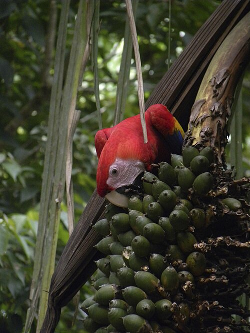Attalea dubia: Ara macao feeding on Attalea sp. fruits in Carate, Puntarenas, Costa Rica.