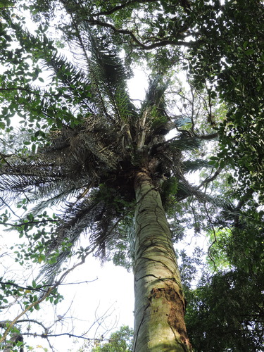 Attalea dubia (Attalea dubia)
