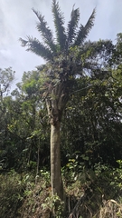 Attalea dubia (Attalea dubia)