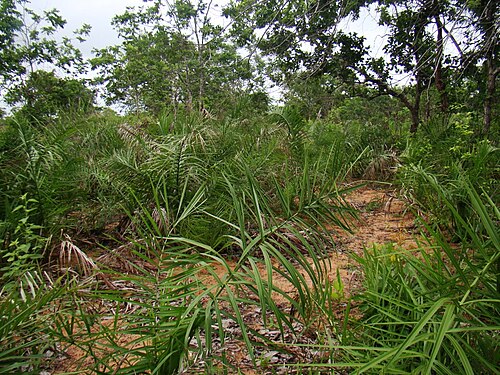 Large-fruited yagua palm: Natural population of Attalea eichleri , near Grajaú, Maranhão state, Brazil