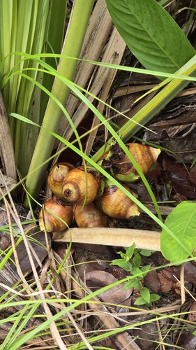 Large-fruited yagua palm (Attalea eichleri)