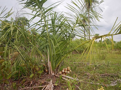 Large-fruited yagua palm: Mature individual of Attalea eichleri in a cattle pasture from Riachão, Maranhão state, Brazil